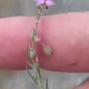 Spergularia rubra (L.) J. & C. PreslSpergularia rubra (L.) J. & C. Presl