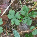 Sanicula europaea L.Sanicula europaea L.