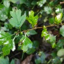 Crataegus monogyna Jacq.Crataegus monogyna Jacq.