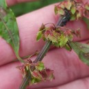 Rumex obtusifolius L.Rumex obtusifolius L.