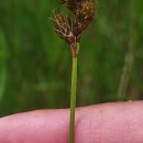 Carex leporina L.Carex leporina L.