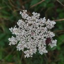 Daucus carota  L.Daucus carota  L.