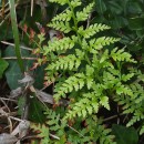 Asplenium adiantum-nigrum  L.Asplenium adiantum-nigrum  L.