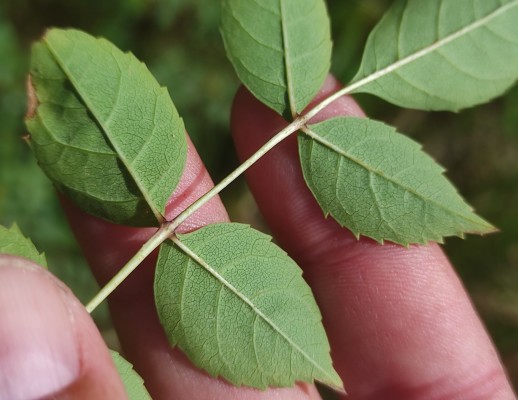 Fraxinus Angustifolia Vahl Subsp Angustifolia Biodiversidade