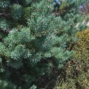 Pinus sylvestris L.Pinus sylvestris L.