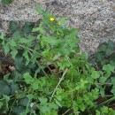 Sonchus oleraceus L.Sonchus oleraceus L.