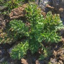 Jacobaea vulgaris Gaertn.Jacobaea vulgaris Gaertn.