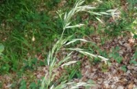 Arrhenatherum elatius (L.) Beauv. ex J. & C. PreslArrhenatherum elatius (L.) Beauv. ex J. & C. Presl