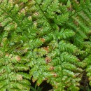 Dryopteris dilatata (Hoffm.) A. GrayDryopteris dilatata (Hoffm.) A. Gray