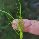 Isolepis fluitans (L.) R.Br.Isolepis fluitans (L.) R.Br.