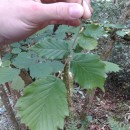 Ulmus glabra Huds.Ulmus glabra Huds.