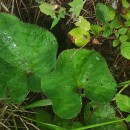 Petasites pyrenaicus (L.) G. LópezPetasites pyrenaicus (L.) G. López