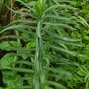 Euphorbia lathyris L.Euphorbia lathyris L.