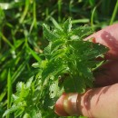 Mercurialis ambigua L. FilMercurialis ambigua L. Fil
