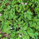 Geranium robertianum L.Geranium robertianum L.