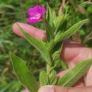 Epilobium hirsutum L.Epilobium hirsutum L.