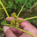Cyperus eragrostis Lam.Cyperus eragrostis Lam.