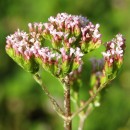 Centranthus calcitrapa  ( L.) Dufr.Centranthus calcitrapae ( L.) Dufr.