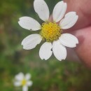 Anthemis arvensis L. subsp. arvensisAnthemis arvensis L. subsp. arvensis