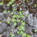 Ranunculus omiophyllus Ten.Ranunculus omiophyllus Ten.