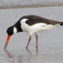 Haematopus ostralegus Linnaeus, 1758Haematopus ostralegus Linnaeus, 1758