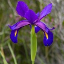 Iris boissieri Henriq.Xiphion boissieri (Henriq.) Rodion