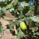 Quercus robur L.Quercus robur L.