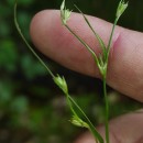 Juncus bufonius L.Juncus bufonius L.