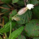 Silene latifolia Poir.Silene latifolia Poir.