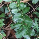 Euonymus japonicus L.Euonymus japonicus L.