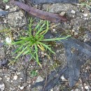 Plantago coronopus L.Plantago coronopus L.