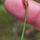 Eleocharis uniglumis (Link) Schult.Eleocharis uniglumis (Link) Schult.