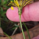 Hypochaeris radicata L.Hypochaeris radicata L.