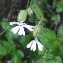 Silene latifolia Poir.Silene latifolia Poir.