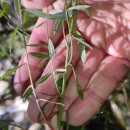 Genista florida L.Genista florida L.