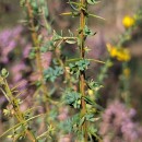 Genista berberidea LangeGenista berberidea Lange