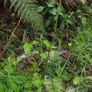 Doronicum plantagineum L.Doronicum plantagineum L.