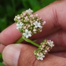 Valeriana dioica L.Valeriana dioica L.