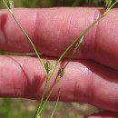 Juncus bufonius L.Juncus bufonius L.