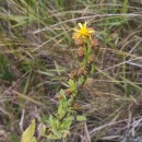 Dittrichia viscosa ( L.) W.GreuterDittrichia viscosa ( L.) W.Greuter