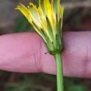 Hypochaeris radicata L.Hypochaeris radicata L.