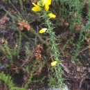 Ulex gallii Panch. subsp. breoganii (Castrov. & Valdés Berm.) Rivas Mart., T.E. Díaz, Fern. Prieto, Loidi & PenasUlex gallii Panch. subsp. breoganii (Castrov. & Valdés Berm.) Rivas Mart., T.E. Díaz, Fern. Prieto, Loidi & Penas