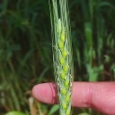 Triticum durum Desf.Triticum durum Desf.