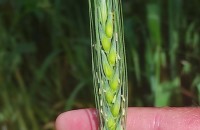 Triticum durum Desf.Triticum durum Desf.