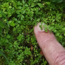 Galium saxatile L. subsp. vivianum (Kliphuis) Ehrend.Galium saxatile L. subsp. vivianum (Kliphuis) Ehrend.