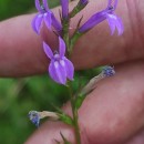 Lobelia urens L.Lobelia urens L.