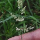 Holcus lanatus L.Holcus lanatus L.