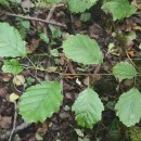 Alnus lusitanica Vít, Douda & MandákAlnus lusitanica Vít, Douda & Mandák