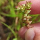 Sedum arenarium Brot.Sedum arenarium Brot.