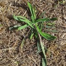 Plantago lanceolata L.Plantago lanceolata L.
